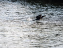 Cormorant – Kormoran
